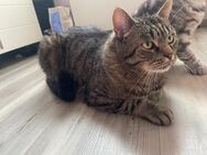 Vater (Lui) und Sohn (Luki) Zwei liebevolle British-Kurzhaar-Kater suchen gemeinsam ein neues Zuhause - Hanau (Brüder-Grimm-Stadt) Großauheim