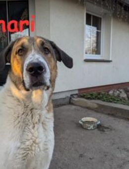 Chari: unsere Habiba (D - 17309) - Rinteln