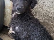 Flynn 💗offener, verspielter Welpenjunge - Hamburg