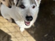 Freundlicher Luke🌺 sucht liebes Heim - Seggebruch