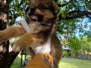 Bolt sucht liebe Hundeeltern - Spenge