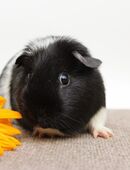 Meerschweinchen Kastrat *Jerry* in schwarz-weiß in 08451