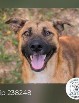 Chip 238248: Sucht ein Zuhause - Kirchzell