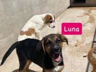 Luna - junges Herz sucht ihr Glück - Grevenbroich