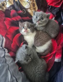 BKH Kitten - Herne
