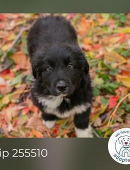 Chip 255510: Hundekind sucht ein Zuhause - Kirchzell