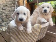 Traumhaft schöne Golden Retriever Welpen - Edersleben