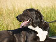 Hofhund Wachhund Owtscharka Hündin, schwarz - Salzhemmendorf