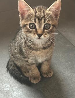 Katzenbaby BKH-EKH-Mix - Königs Wusterhausen