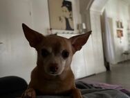 Chihuahua - Düsseldorf