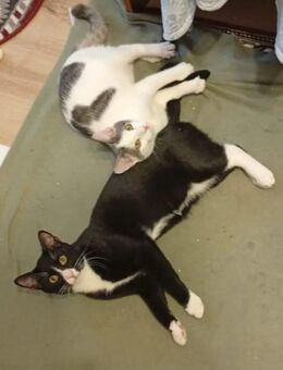 Robin & Zefir 2 kleine lustige Clowns - Unterföhring