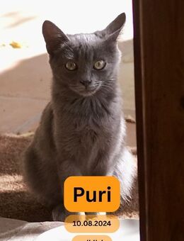 PURI, w., kastr., EHK, grau, FIV+ - Sipplingen