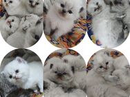 BKH Ragdoll Kitten mit Zubehör - Burscheid