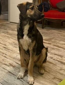 ⚡Armer Thor braucht Schutz⚡ - Eislingen (Fils)