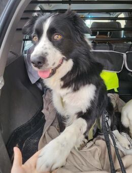 ARKANI - verträglicher, umgänglicher Typ - Overath