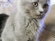 Bkh mix kitten Kater - Lüdenscheid