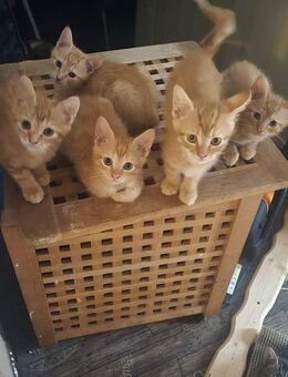 Katzenbabys - Finnentrop