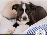 Chip 248409: Hundekind sucht ein Zuhause - Kirchzell