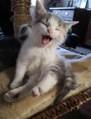 Kitten, Fichtelgebirge, Katzenbaby, Mädchen in 95168