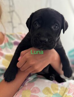 Cane Corso Mix Welpen abzugeben (ab Oktober) - Arnsberg