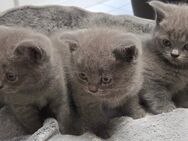 Bkh Britisch Kurzhaar Kitten (Blue) - Ahaus