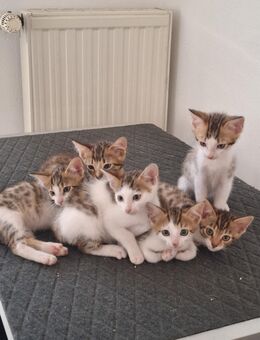 Bengal Mix Kitten - Ennigerloh