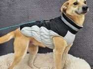 Tolle Hündin Marie aus dem Tierschutz - Düsseldorf