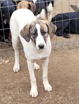 Chestnut sucht ihre Menschen - Bochum