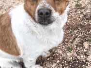 Kleine Bella sucht ein Zuhause - Tholey