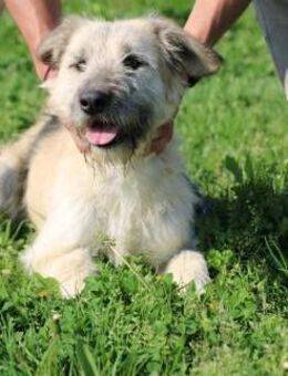 Yomo - kinderliebe Wuschelhündin - Lohra