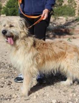 Paolo, ein Wuschelhund - Bedburg