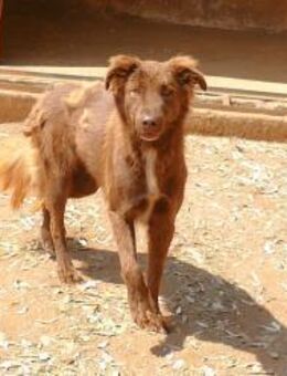 Baba sucht seine Menschen - Fronreute