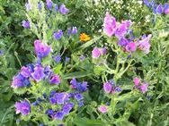 Natternkopf Samen Wildpflanze Bienen gewöhnlicher natternköpfe Nattern kopf Blumen Samen Garten Saatgut Blume rosa lila blau mehrfarbige Blüten insektenfreundliches Saatgut teilweise essbar bee Geschenk Saat Frühling SWR Treffpunkt - Pfedelbach