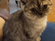 Katzen