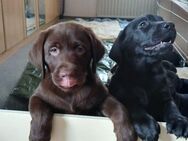 Labrador Welpen 14 Wochen alt - Grebenstein