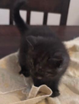 Britisch Kurzhaar Kitten reinrassig - München Schwanthalerhöhe