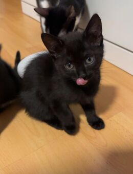 Kittens - Augsburg