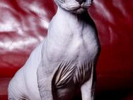 Selkirk Rex und Sphynx Brush mix - Heilbronn