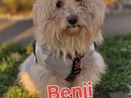 ❤️ Benji - Kissing