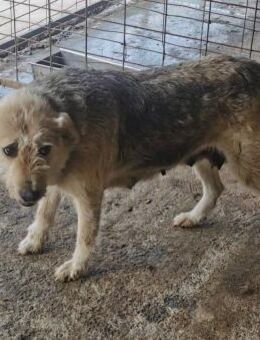 Lisbeth sucht ein liebevolles Zuhause - Blankenheim (Nordrhein-Westfalen)