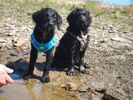 Doodle Mädchen, Pudel x Australien Shepherd Mix - Unterwellenborn