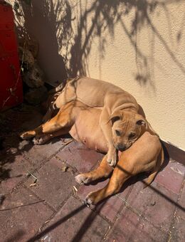 Old English Bulldogge Welpe – 5 Monate alt – in liebevolle Hände abzugeben - Rennertshofen