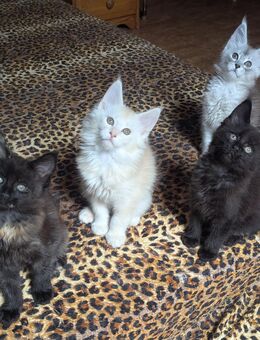 Maine Coon Girls mit Stammbaum - Oldenburg