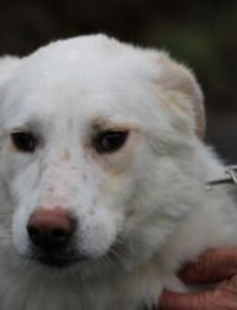 Manja - sensibel u. freundlich - Lohra