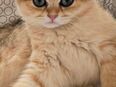BKH Kitten mit Stammbaum in 65474