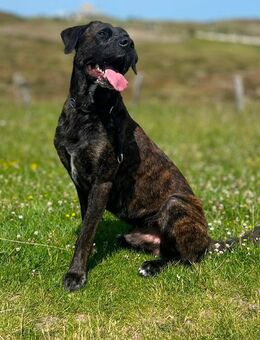 Deckrüde Raven Schönheit gepaart mit dem perfekten Charakter - Glinde