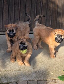 Irish Soft coated Wheaten Terrier Welpen - Wittelshofen