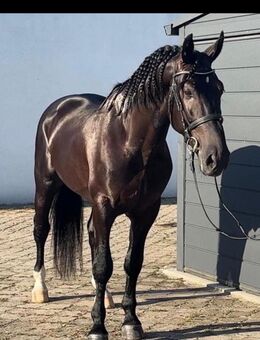 Wallach, 5 Jahre, Traumpferd - Ostrhauderfehn