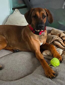 Hinreißendes Rhodesian Ridgeback Fräulein - Leonberg (Baden-Württemberg)