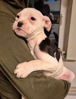 Old English Bulldog Welpen - Beilrode